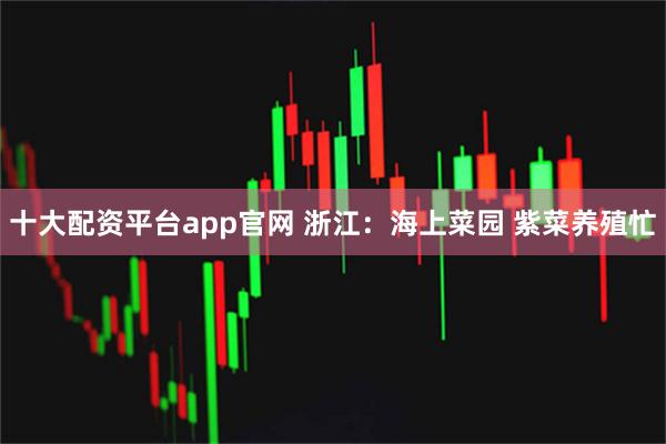 十大配资平台app官网 浙江：海上菜园 紫菜养殖忙